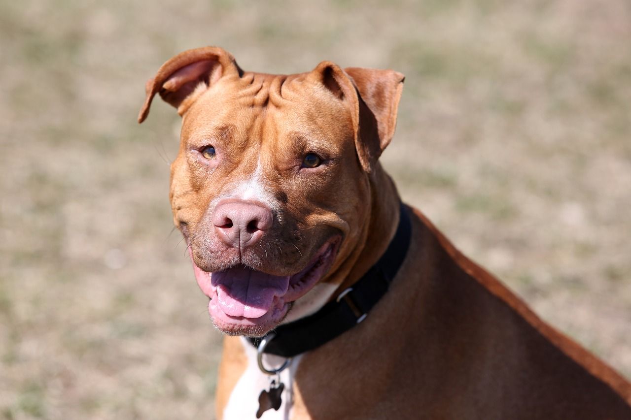 Red Nosed Pit Bull 3406870 1280